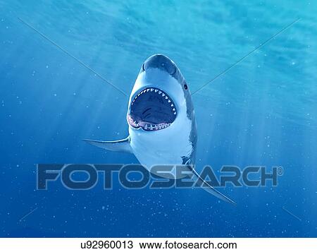 Shark swimming underwater, illustration View Large Photo Image Stock Image - Shark swimming underwater, illustration. Fotosearch
