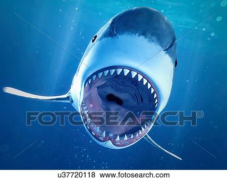Shark swimming underwater, illustration View Large Photo Image Stock Photo - Shark swimming underwater, illustration. Fotosearch