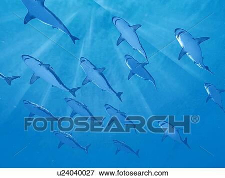 Stock Photo - Sharks swimming underwater, illustration. Fotosearch