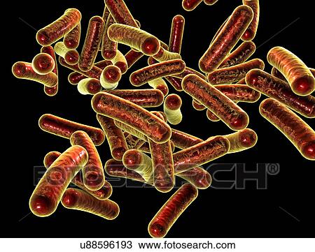 Shigella bacteria, illustration View Large Photo Image Stock Image - Shigella bacteria, illustration. Fotosearch