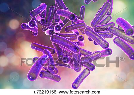 Shigella bacteria, illustration View Large Photo Image Stock Photograph - Shigella bacteria, illustration. Fotosearch