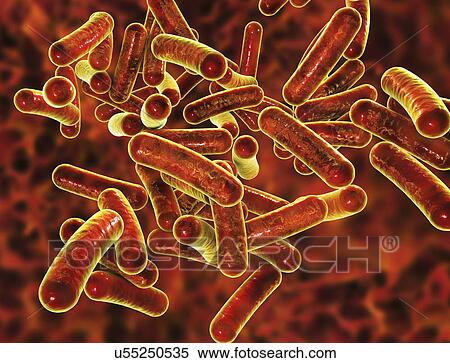 Shigella bacteria, illustration View Large Photo Image Stock Photography - Shigella bacteria, illustration. Fotosearch
