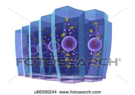 Picture - Simple columnar epithelium, illustration. Fotosearch