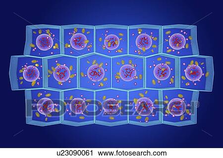Simple columnar epithelium, illustration View Large Photo Image Stock Image - Simple columnar epithelium, illustration. Fotosearch