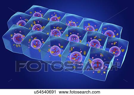 Stock Image - Simple columnar epithelium, illustration. Fotosearch