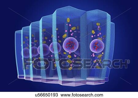 Stock Image - Simple columnar epithelium, illustration. Fotosearch