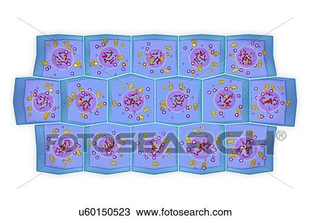 Simple columnar epithelium, illustration View Large Photo Image Stock Image - Simple columnar epithelium, illustration. Fotosearch