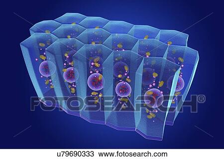 Simple columnar epithelium, illustration View Large Photo Image Stock Image - Simple columnar epithelium, illustration. Fotosearch