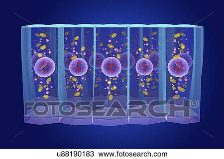 Simple columnar epithelium, illustration View Large Photo Image Stock Image - Simple columnar epithelium, illustration. Fotosearch