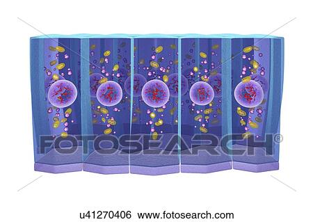 Stock Photograph - Simple columnar epithelium, illustration. Fotosearch