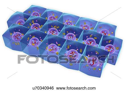 Stock Photograph - Simple columnar epithelium, illustration. Fotosearch