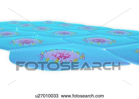 Stock Image - Simple squamous epithelium, illustration. Fotosearch
