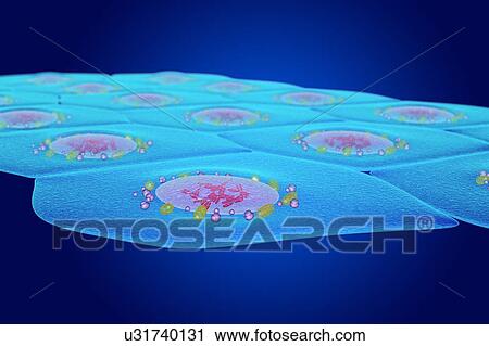 Stock Image - Simple squamous epithelium, illustration. Fotosearch