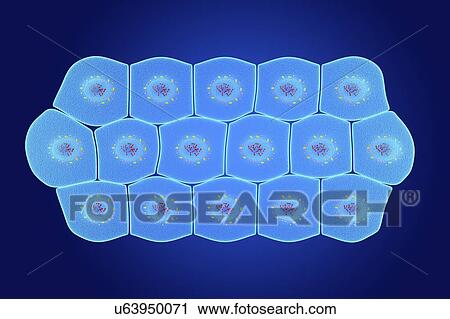 Simple squamous epithelium, illustration View Large Photo Image Stock Image - Simple squamous epithelium, illustration. Fotosearch