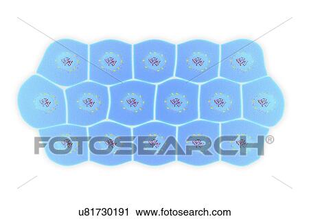 Simple squamous epithelium, illustration View Large Photo Image Stock Image - Simple squamous epithelium, illustration. Fotosearch