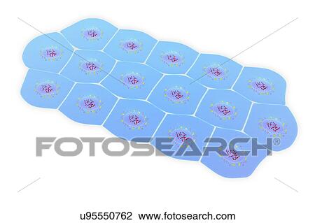 Simple squamous epithelium, illustration View Large Photo Image Stock Image - Simple squamous epithelium, illustration. Fotosearch