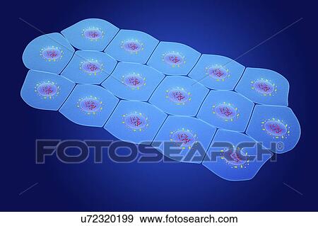 Stock Photo - Simple squamous epithelium, illustration. Fotosearch