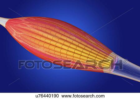 Stock Image - Skeletal muscle, illustration. Fotosearch