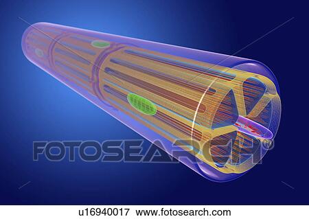 Stock Photo - Skeletal muscle, illustration. Fotosearch
