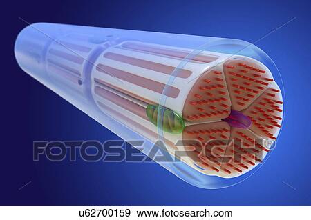 Stock Photo - Skeletal muscle, illustration. Fotosearch