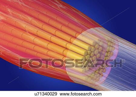 Stock Photo - Skeletal muscle, illustration. Fotosearch