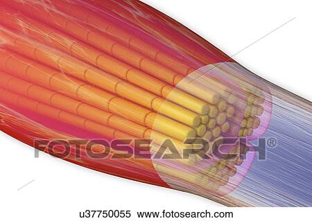 Skeletal muscle, illustration View Large Photo Image Stock Photography - Skeletal muscle, illustration. Fotosearch