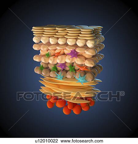 Skin anatomy, illustration View Large Photo Image Stock Image - Skin anatomy, illustration. Fotosearch