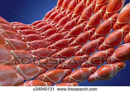 Stock Image - Smooth muscle, illustration. Fotosearch