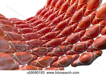 Stock Image - Smooth muscle, illustration. Fotosearch