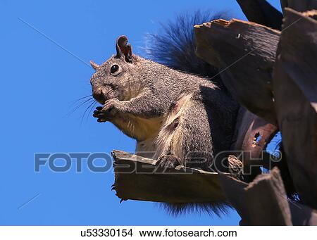 Squirrel View Large Photo Image Picture - Squirrel. Fotosearch