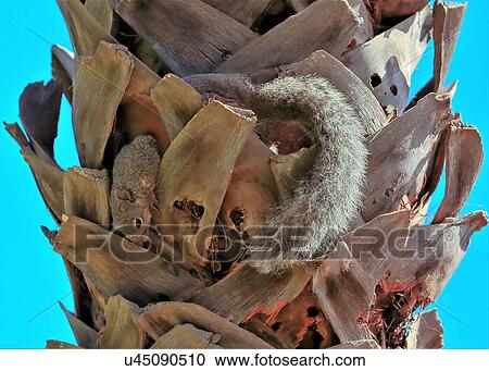 Stock Image - Squirrel. Fotosearch