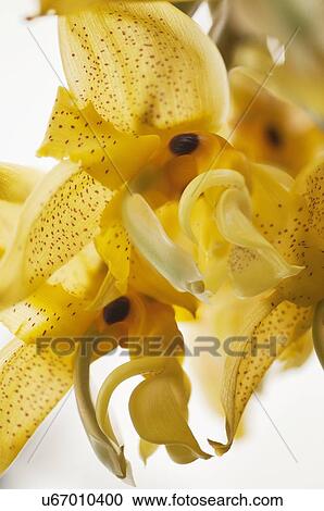 Stock Image - Stanhopea orchid flowers. Fotosearch