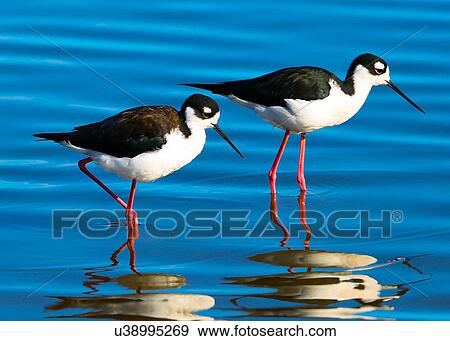 Stock Photo - Stilt. Fotosearch