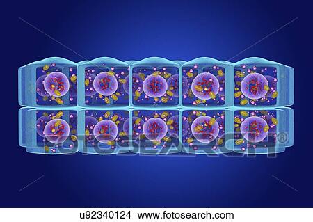 Picture - Stratified cuboidal epithelium, illustration. Fotosearch