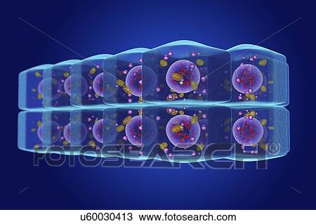 Stratified cuboidal epithelium, illustration View Large Photo Image Stock Image - Stratified cuboidal epithelium, illustration. Fotosearch