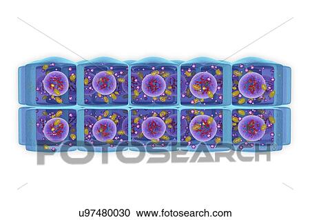Stock Image - Stratified cuboidal epithelium, illustration. Fotosearch