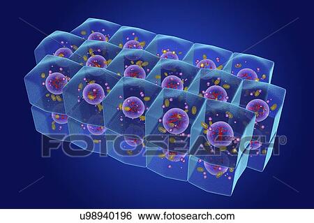 Stock Photograph - Stratified cuboidal epithelium, illustration. Fotosearch
