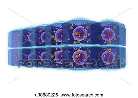 Stratified cuboidal epithelium, illustration View Large Photo Image Stock Photography - Stratified cuboidal epithelium, illustration. Fotosearch