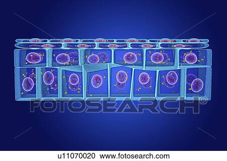 Stratified squamous epithelium, illustration View Large Photo Image Stock Image - Stratified squamous epithelium, illustration. Fotosearch