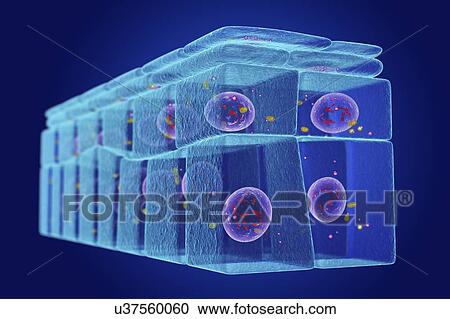 Stratified squamous epithelium, illustration View Large Photo Image Stock Image - Stratified squamous epithelium, illustration. Fotosearch