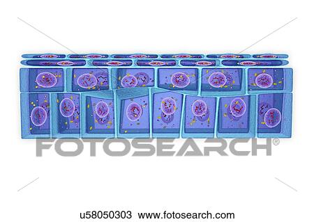 Stratified squamous epithelium, illustration View Large Photo Image Stock Image - Stratified squamous epithelium, illustration. Fotosearch