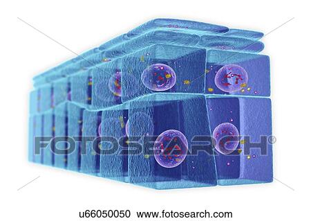 Stock Image - Stratified squamous epithelium, illustration. Fotosearch