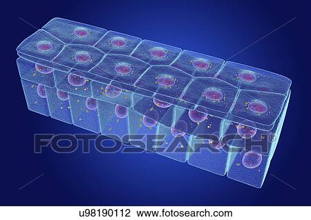 Stock Image - Stratified squamous epithelium, illustration. Fotosearch