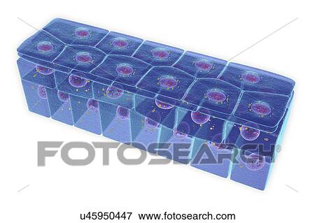 Stratified squamous epithelium, illustration View Large Photo Image Stock Photo - Stratified squamous epithelium, illustration. Fotosearch