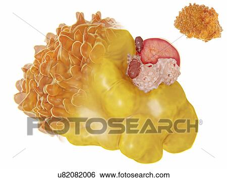 Stock Photograph - Structure of a fat cell, illustration. Fotosearch