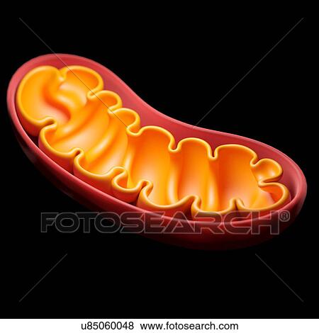 Structure of the mitochondrion, illustration View Large Photo Image Stock Photo - Structure of the mitochondrion, illustration. Fotosearch