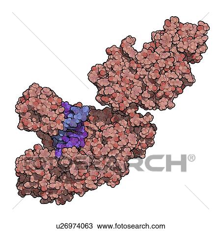Taq polymerase PCR enzyme molecule View Large Photo Image Stock Image - Taq polymerase PCR enzyme molecule. Fotosearch