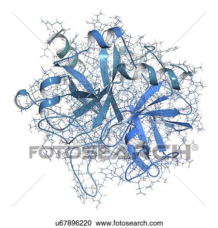Stock Image - Thrombin blood-clotting enzyme molecule. Fotosearch