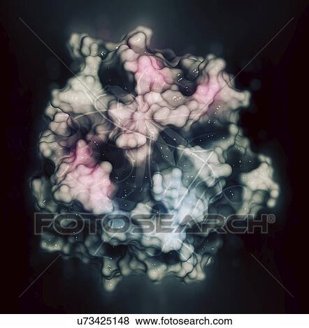 Stock Photo - Thrombin blood-clotting enzyme molecule. Fotosearch