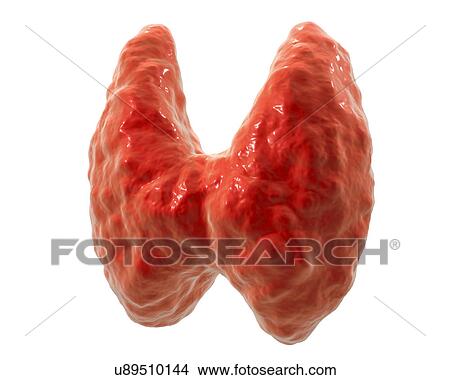 Picture - Thyroid gland, illustration. Fotosearch